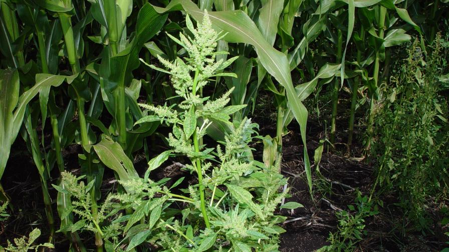 Diflufenican Demonstrates Effectiveness for Herbicide-Resistant Waterhemp​