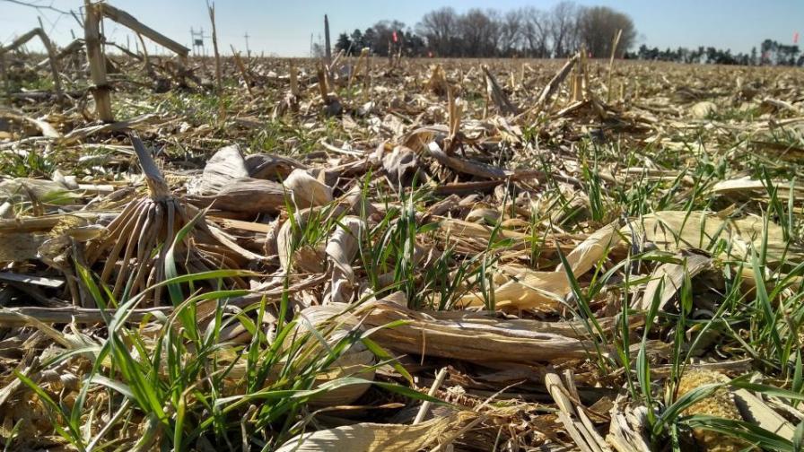 How Much Nitrogen Does a Cover Crop Take Up and Release?
