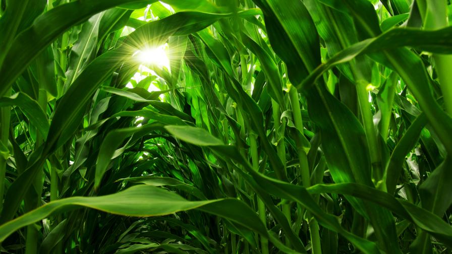 Enko and Syngenta Advance New, Novel Mode-of-Action Fungicide