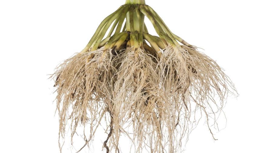 Protect Yield Potential With a More Effective Approach to Pest Control