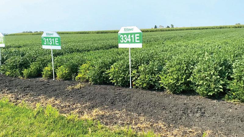 To help meet demand for E3 seed, BASF acquired distribution rights to MS Technologies’ Xitavo brand. Photo Credit: BASF