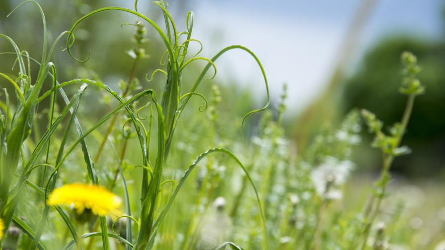 Residual Herbicides, Behavior Change Among Key Recommendations for Effective Weed Control in 2021