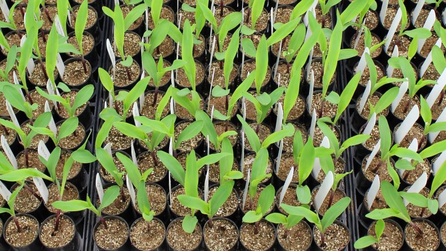 Mosaic, BioConsortia to Collaborate on New Nitrogen-Fixing Microbial Products