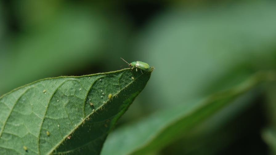 Syngenta Receives EPA Approval for New Corn Trait Stack for Corn Rootworm Protection
