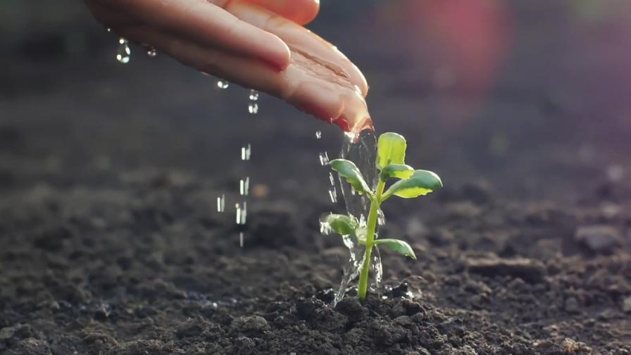 Soil Young Plant