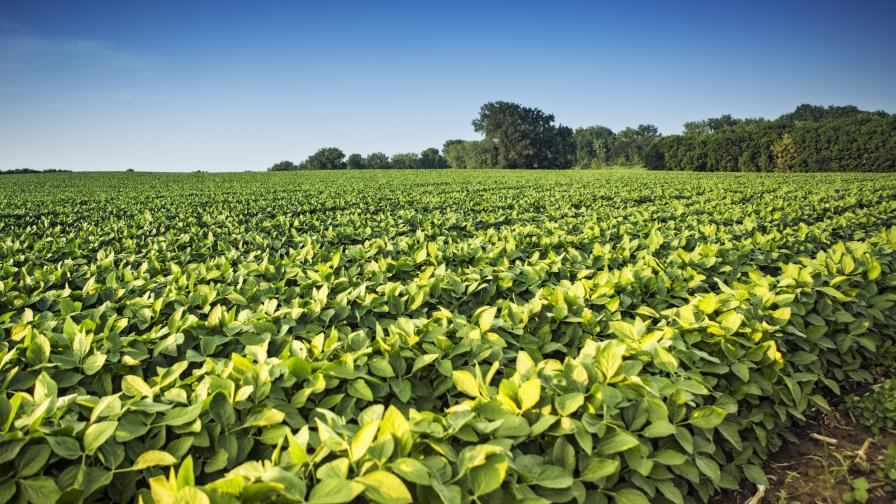 Soybean Field