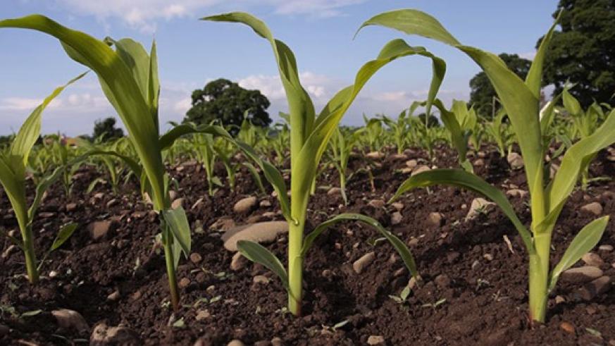 New Agriculture Sensor Development Platform Launched
