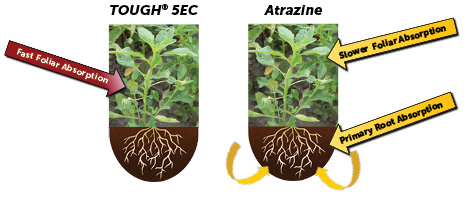 It Takes A Team Effort to Beat Resistant Weeds – Get TOUGH® on Your Winning Team