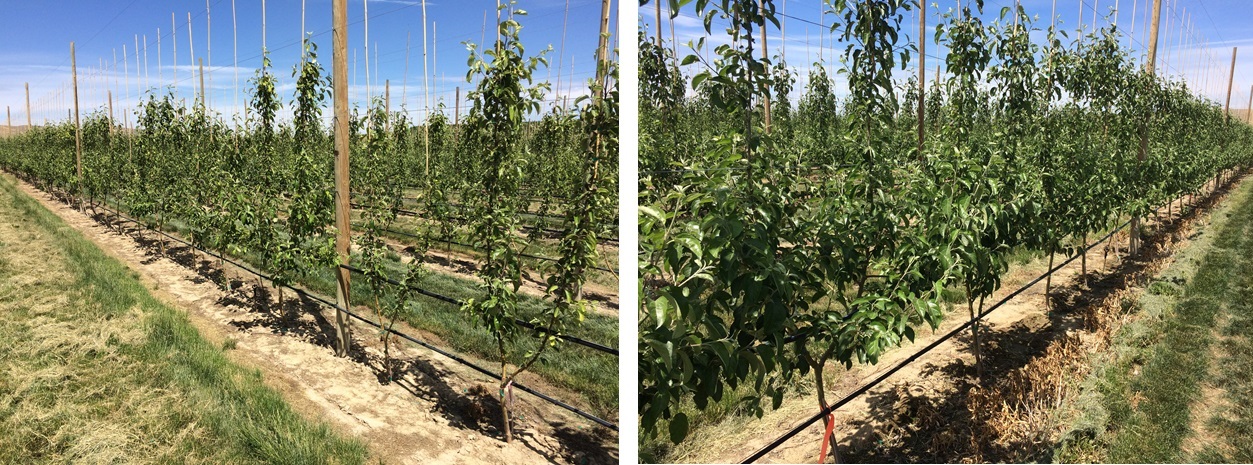 Boosting Growth Early Benefits Permanent Crops Later