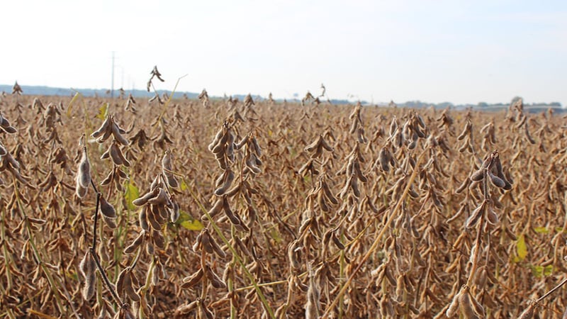 Ammonium Sulfate: The Preferred Nutrient Source