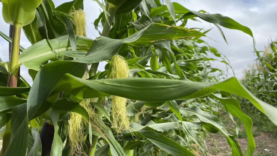 Corteva Introduces Sosdia Stress Abiotic Stress Mitigator
