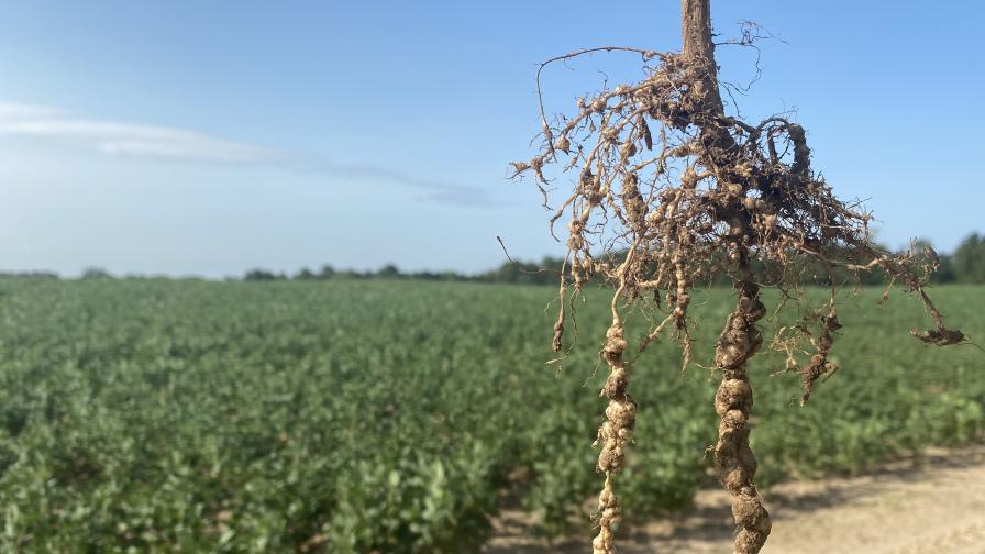 Southern Soybean Growers Face Multiple Nematode Threats