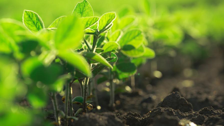 Biopesticides Are Shaping How the World Views Agriculture