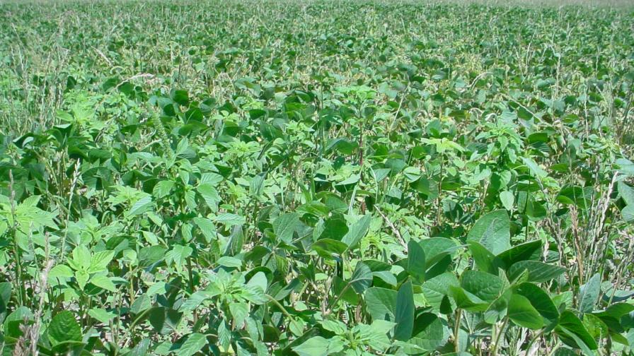 Herbicide-Resistant Weeds: A Tough Problem That ‘Ranks Right at the Top’ for Ag Retailers, Growers