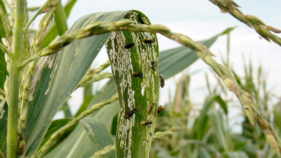 Conventional and Cultural Tools Failing Against Corn Rootworm: Where Do We Go from Here?