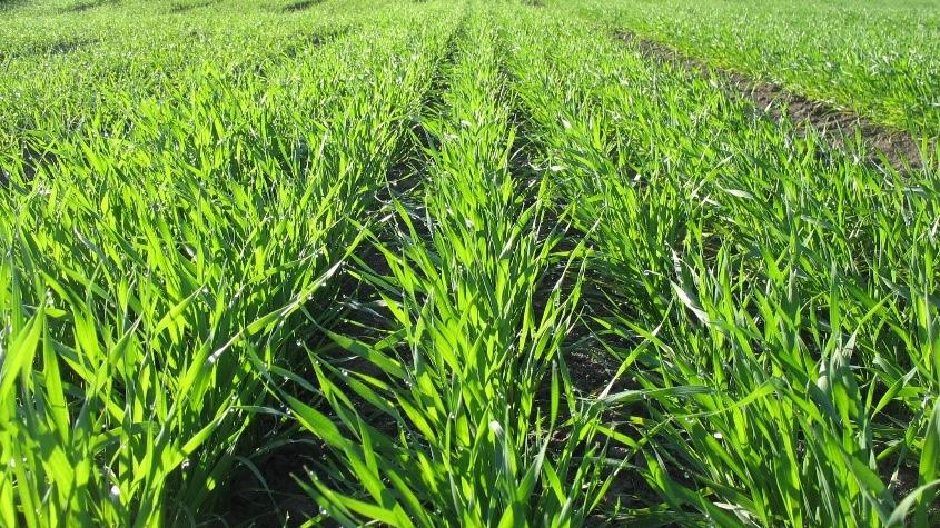 Cereals crop
