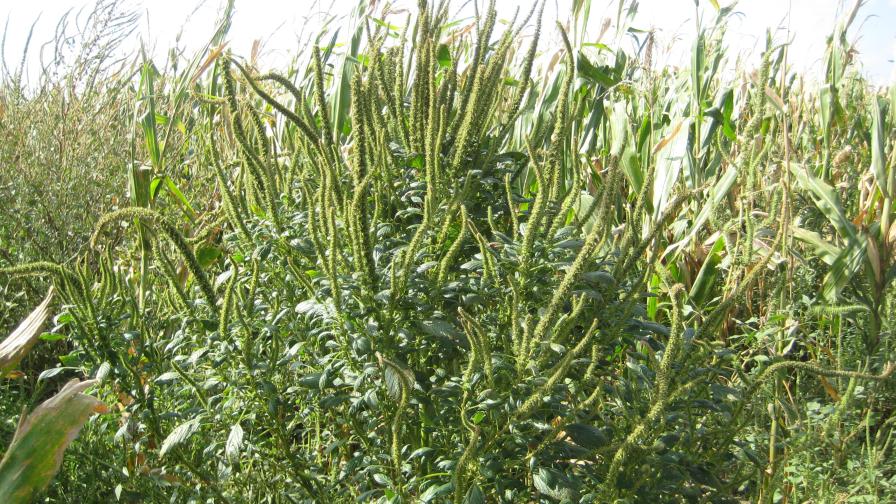 How Nebraska Researchers Are Helping the Fight Against Palmer Amaranth