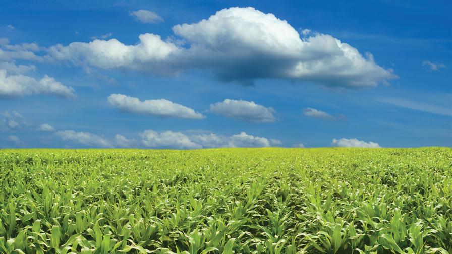 Will Sustainable Aviation Fuel Have a Big Impact on Agriculture?