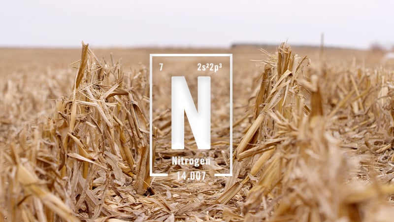 Understanding the Nitrogen Cycle
