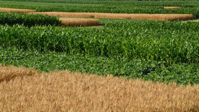 Solvita Soil Tests Confirmed Through Field Research As Valuable Testing Tools for Evaluating Soil Health