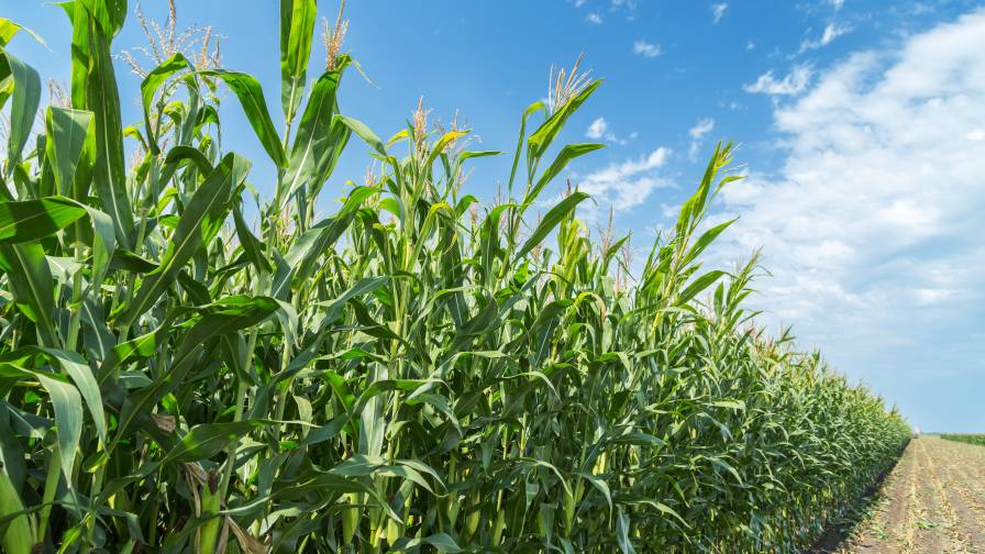 Biological Boom: Businesses Explore Ways to Take Advantage of the Rush to Adopt Sustainable Solutions