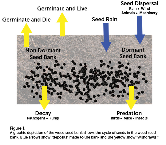 Control Resistant Weeds and Invest In Future Crops, Not the Weed Seed Bank!