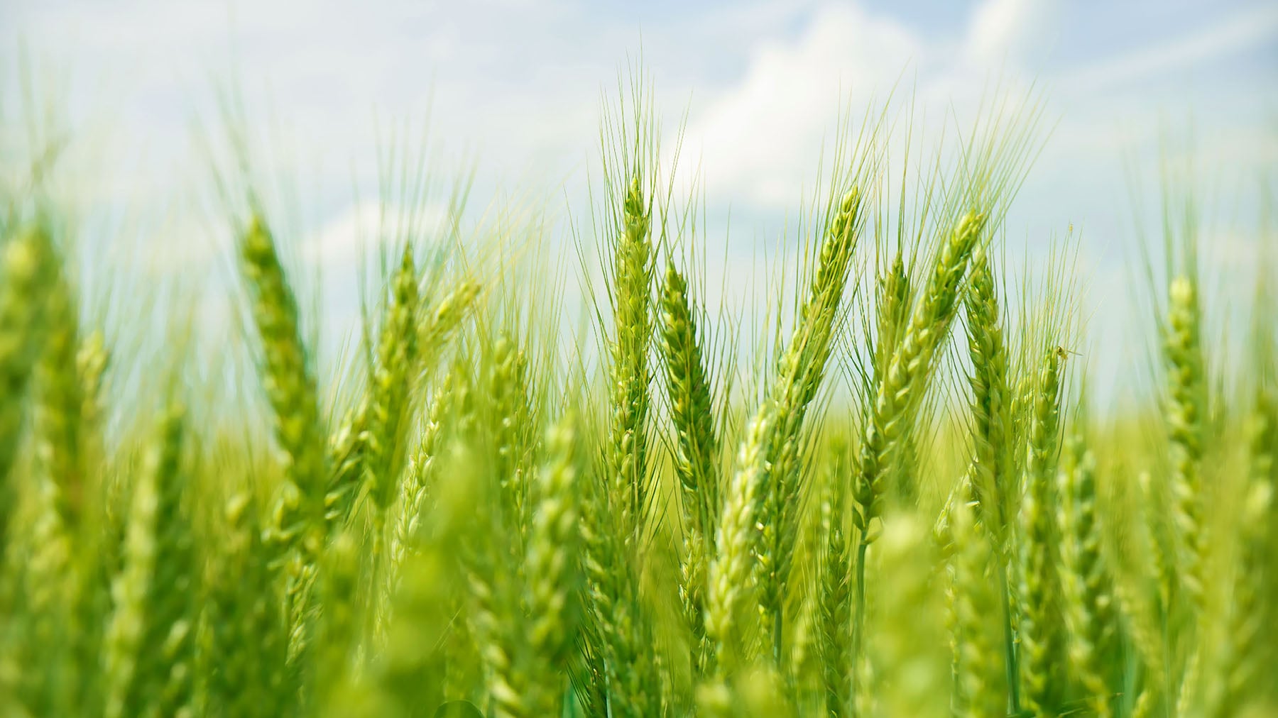 Anuvia’s SymTRX: Improve Bottom Line, Enrich Soil and Reduce Greenhouse Gasses