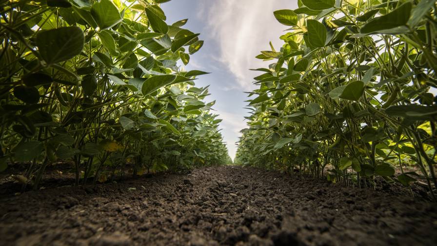Syngenta and M.S. Technologies Announce New Soybean Trait Stack