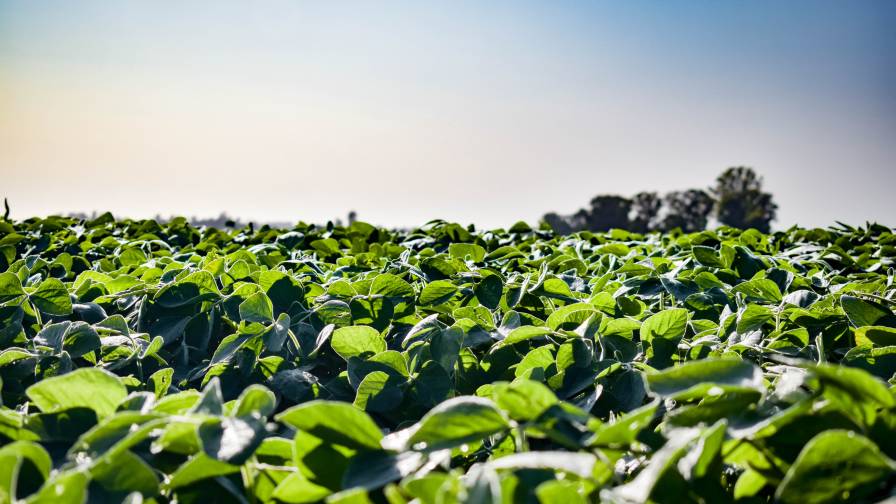New Data Helps Farmers Build Flexible Soybean Weed Management Plans