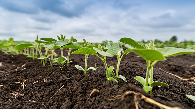 The Right Foliar Fertilizer Sparks Chemistry