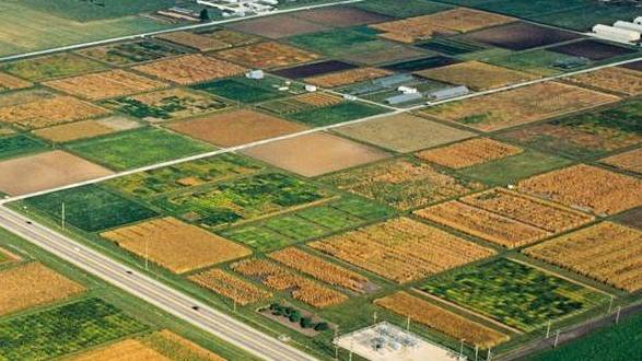 Emerging Technology Detects Crop Nitrogen with High Accuracy