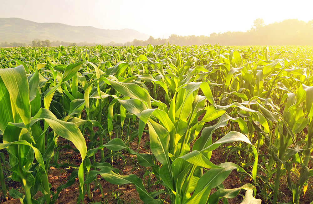 BASF, WinField United Roll Out New Offer With an Eye on Sustainable ROI