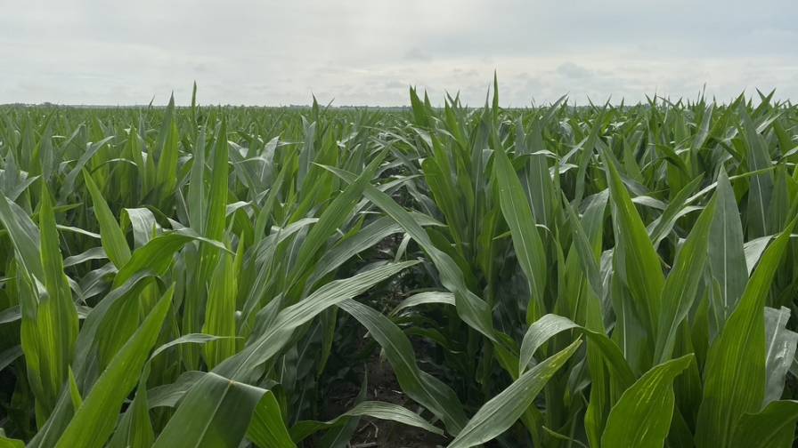 Pivot Bio Launches the First-Ever On-Seed Nitrogen
