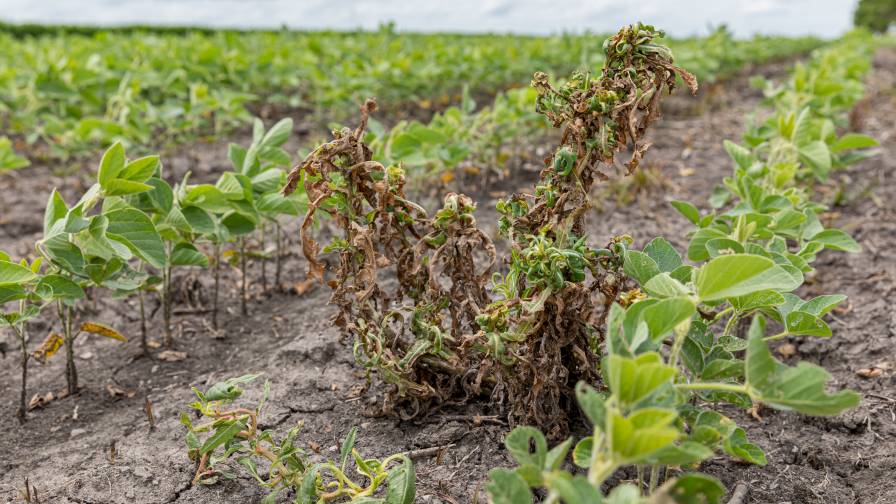 WSSA: New Technologies Needed As Broadleaf Weeds Outpace Herbicides