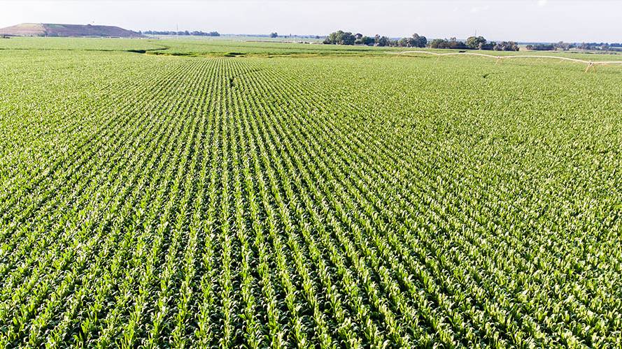 Farmer Access to Microbe-based Nitrogen Fixation Product Expands Globally