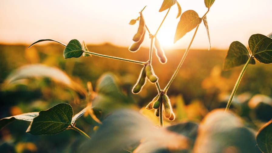 Drought, Record Heat Threaten U.S. Soybean Crop at Critical Growing Stage