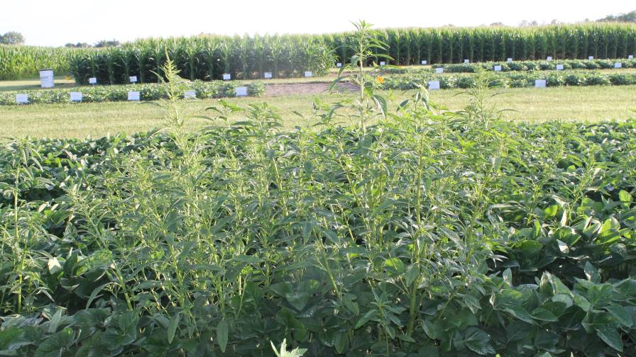 No Room for Error in Weed Control Programs for ’22