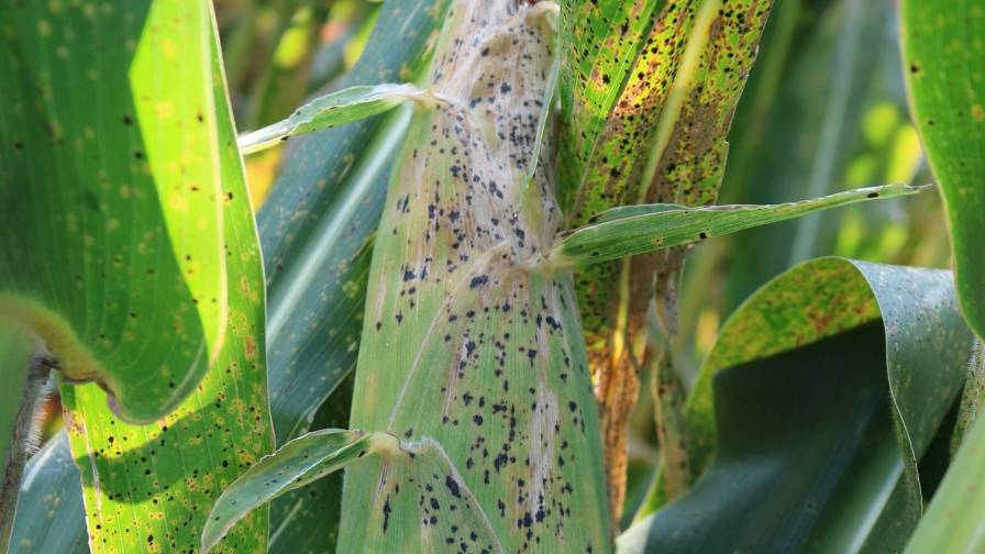 As Tar Spot Spreads Across the Corn Belt, Crop Nutrition Becomes a Key Management Tool