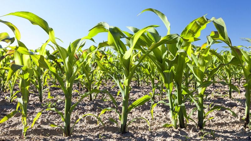 Plant Health Promoter Approved for Tank-Mixing With Select Row Crop Herbicides