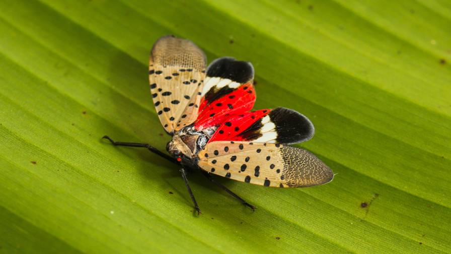 Spotting a Growing Invasive Threat: Spotted Lanternfly