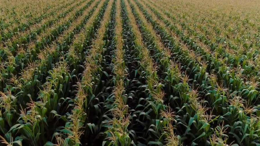 Corn Field