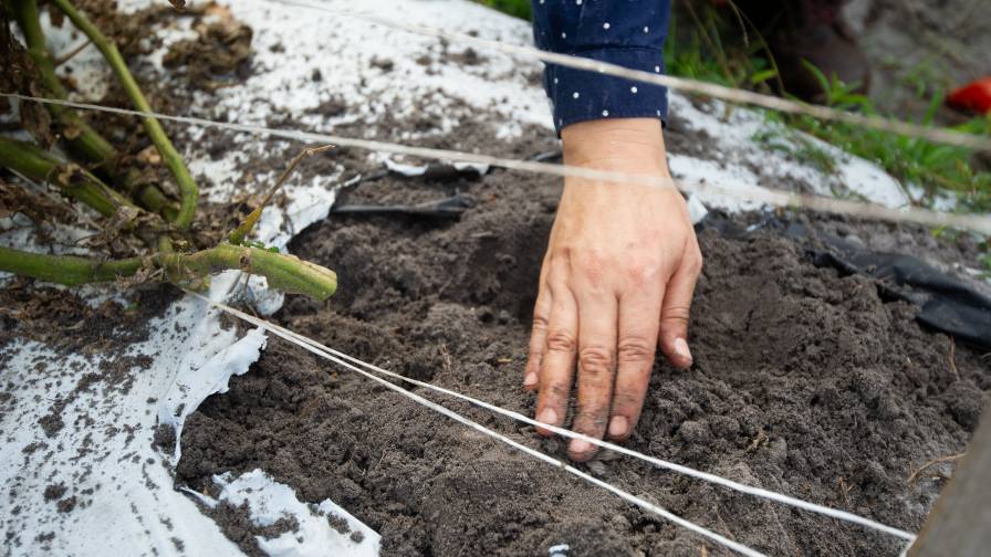 Is Your Soil Healthy and Free from Plant-Parasitic Nematodes?