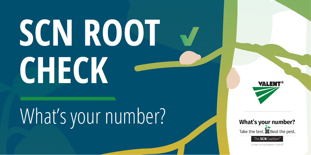 The SCN Coalition, Valent Join Forces to Encourage Farmers to Check Roots for Soybean Cyst Nematode