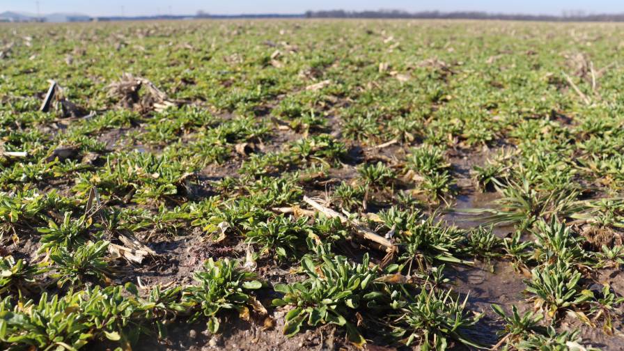 Bayer to Acquire Majority Share in Sustainable Lower Carbon Oilseed Producer CoverCress