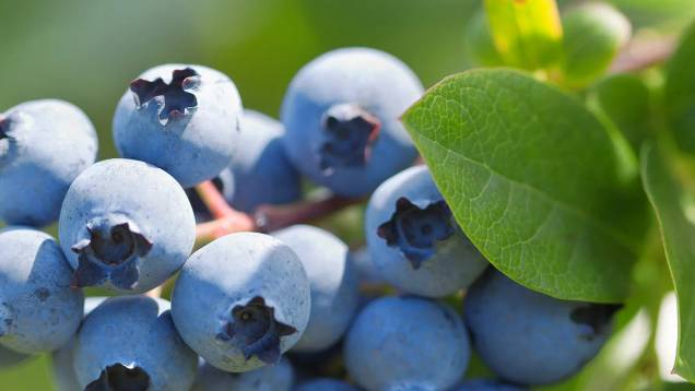 Wilbur-Ellis Biofungicide Now Approved for Use in California