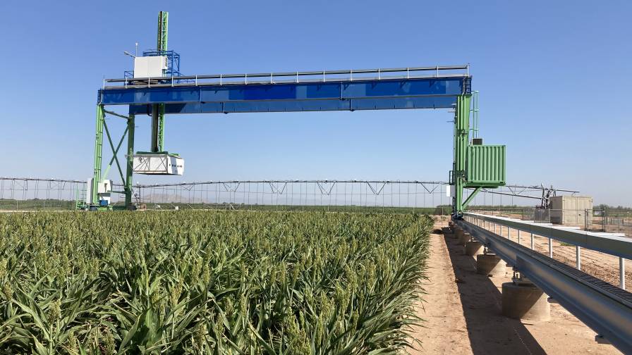 Danforth Plant Science Center to Lead Research Project to Enhance Sorghum as a Bioenergy Crop