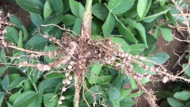 YieldMaster Solutions Announces Continued Partnership With Azotic in the U.S.
