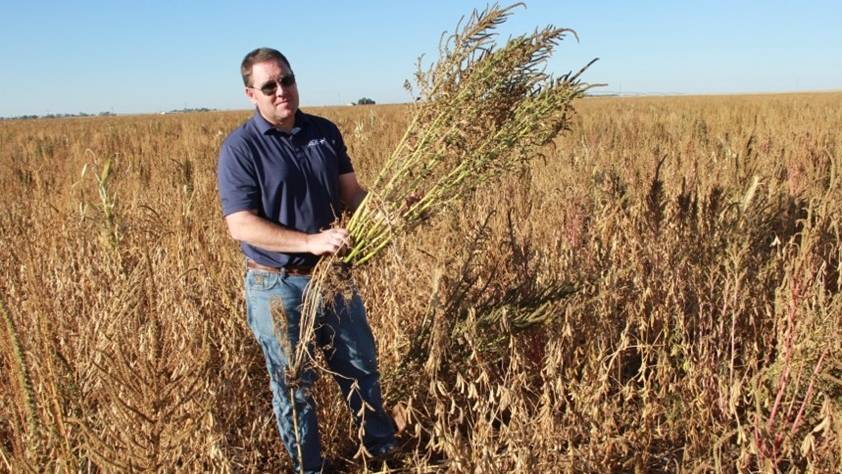 ‘Tsunami of Weed Pressure’ Set to Compound Weed Problems in Years to Come