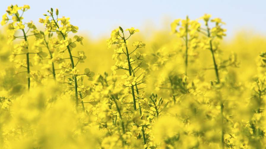 Cibus Achieves Another Milestone for a Durable White Mold Resistance Trait in Canola