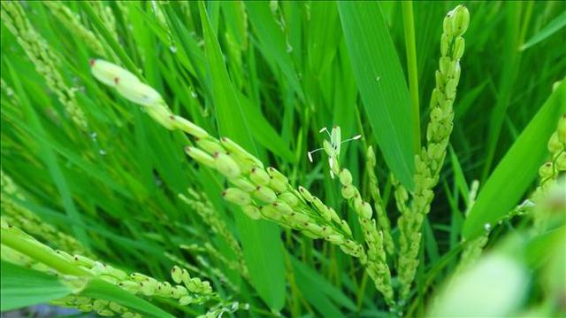 Corteva Announces First Bioinsecticide in Biologicals Portfolio